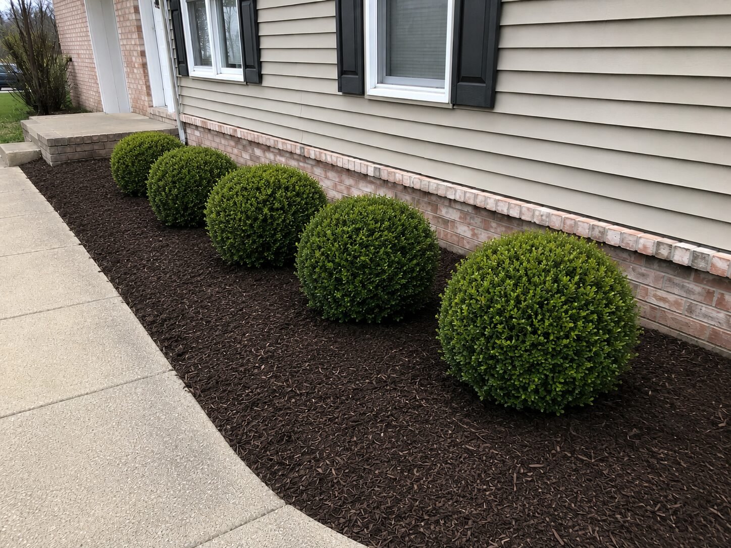 After — fresh mulch, full boxwood plantings