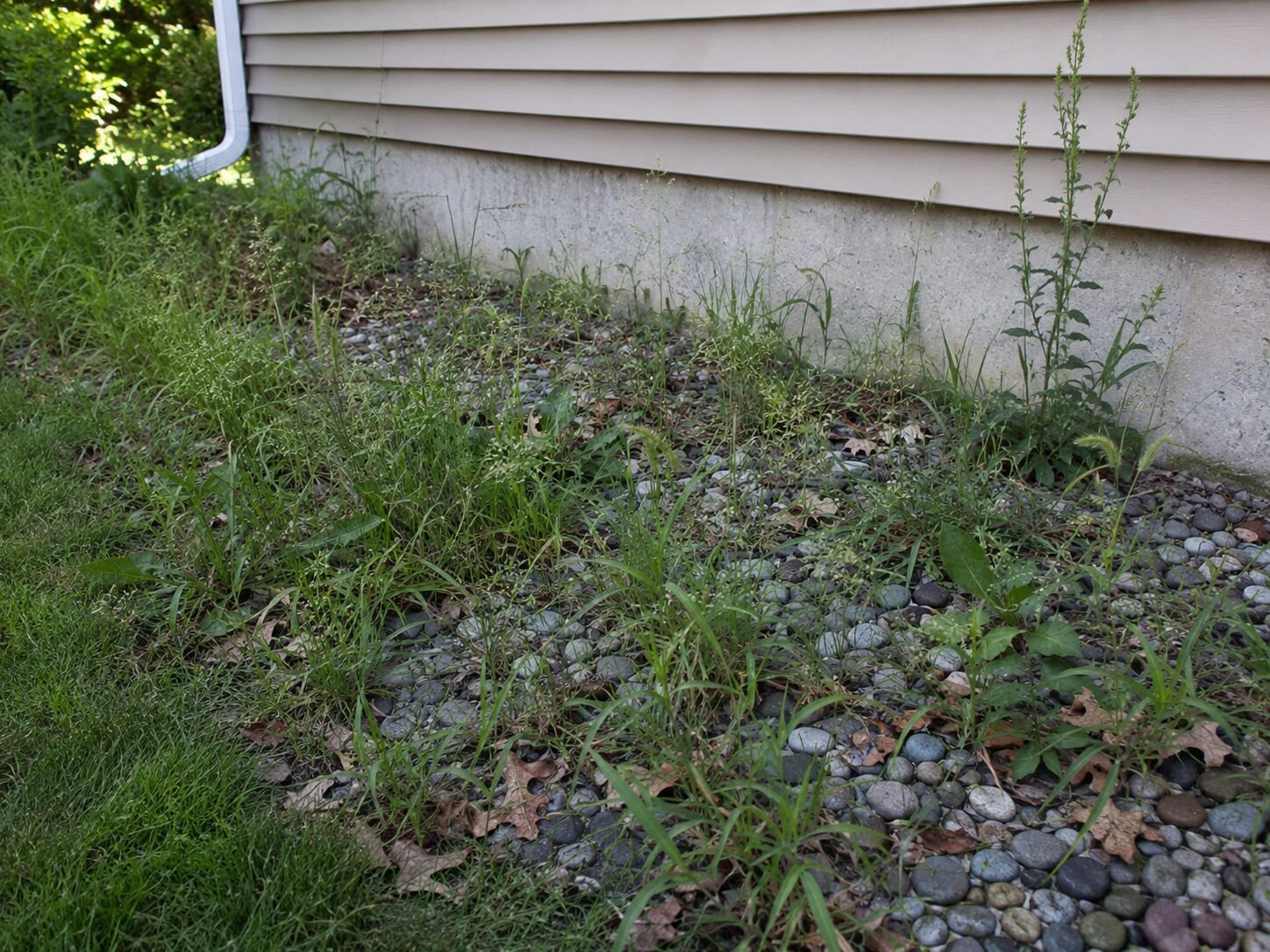 Before — overgrown weeds in rock mulch bed