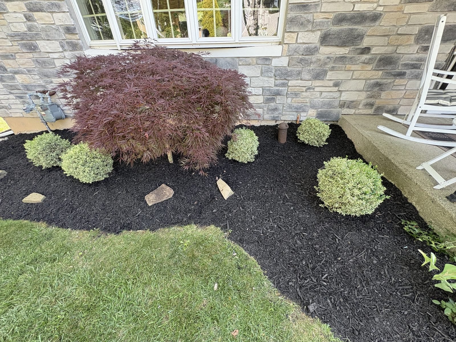 Japanese maple foundation planting