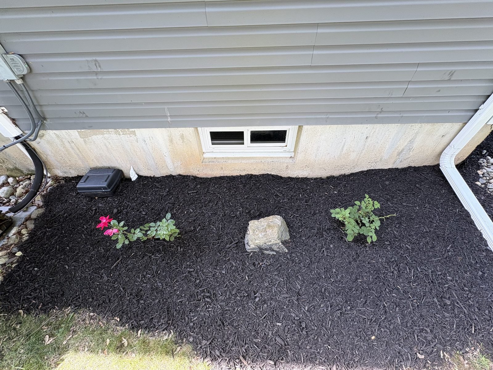 Newly planted rose bushes in fresh mulch